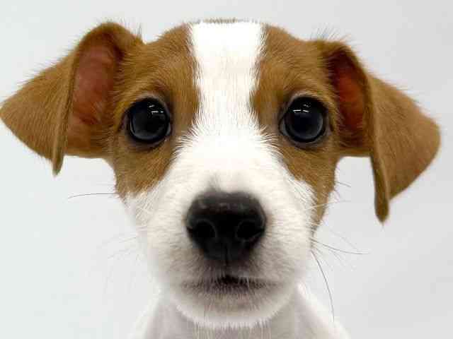 兵庫県のジャックラッセルテリア (ひごペットフレンドリーコロワ甲子園店/2025年7月22日生まれ/女の子/タンホワイト)の子犬の1枚目の画像