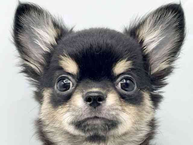 奈良県のチワワ(ロング) (ひごペットフレンドリートナリエ大和高田店/2025年7月21日生まれ/男の子/ブラックタン)の子犬の1枚目の画像