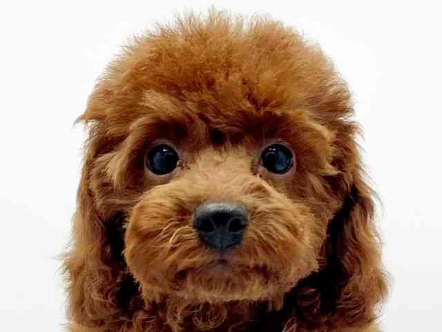 兵庫県のトイプードル(トイ) (ひごペットフレンドリーコロワ甲子園店/2025年7月17日生まれ/男の子/レッド)の子犬の1枚目の画像