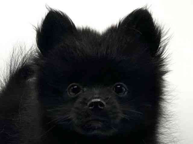 京都府のポメラニアン (ひごペットフレンドリーイオンモール高の原店/2025年7月22日生まれ/女の子/ブラック)の子犬の1枚目の画像