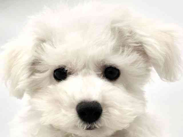 兵庫県のビションフリーゼ (ひごペットフレンドリークラウンパーク伊丹店/2025年7月19日生まれ/男の子/ホワイト)の子犬