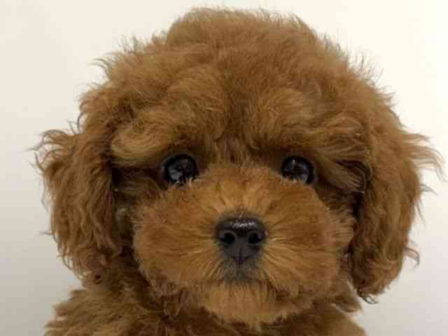 愛知県のトイプードル(トイ) (ひごペットフレンドリーヴィアモール アピタ江南西店/2025年7月21日生まれ/女の子/レッドフォーン)の子犬の1枚目の画像