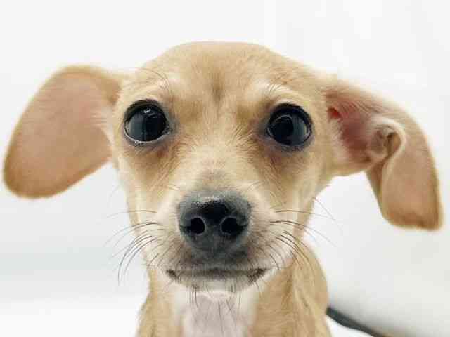 兵庫県のチワックス(チワワ×ダックス) (ひごペットフレンドリーコロワ甲子園店/2025年7月20日生まれ/女の子/レッド)の子犬の1枚目の画像