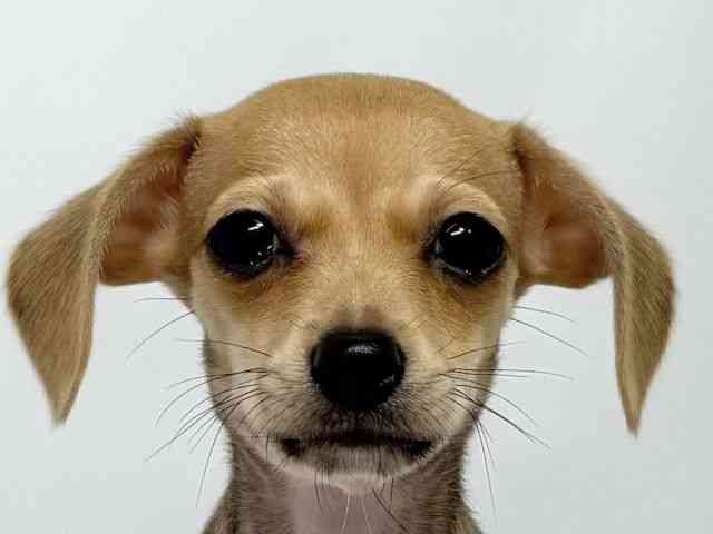 大阪府のチワックス(チワワ×ダックス) (ひごペットフレンドリーイオンそよら海老江店/2025年7月20日生まれ/女の子/レッド)の子犬の1枚目の画像