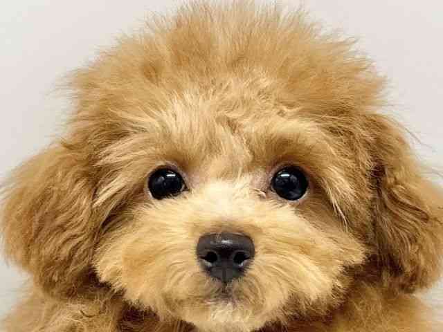 大阪府のトイプードル(トイ) (ひごペットフレンドリーイオンタウン豊中庄内店/2025年7月22日生まれ/男の子/レッド)の子犬の1枚目の画像