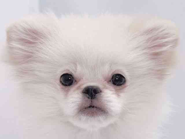 大阪府のペキポメ/ポメペキ(ペキニーズ×ポメラニアン) (ひごペットフレンドリーイズミヤショッピングセンター千里丘店/2025年7月21日生まれ/男の子/ホワイト)の子犬の1枚目の画像