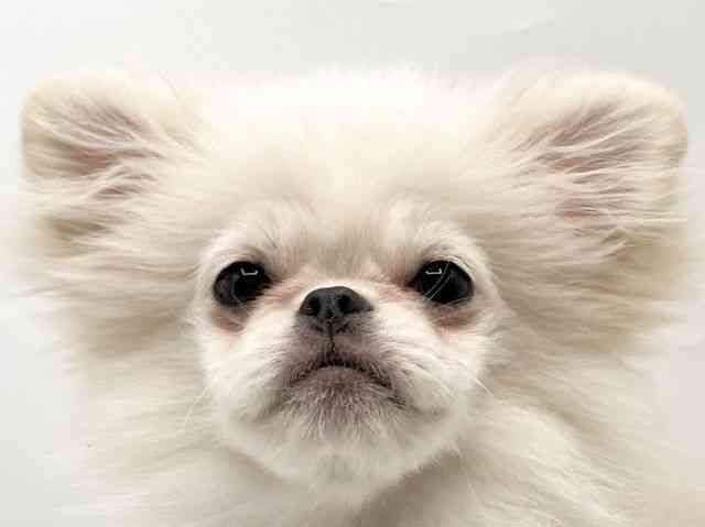 奈良県のペキポメ/ポメペキ(ペキニーズ×ポメラニアン) (ひごペットフレンドリートナリエ大和高田店/2025年7月21日生まれ/男の子/ホワイト)の子犬の1枚目の画像