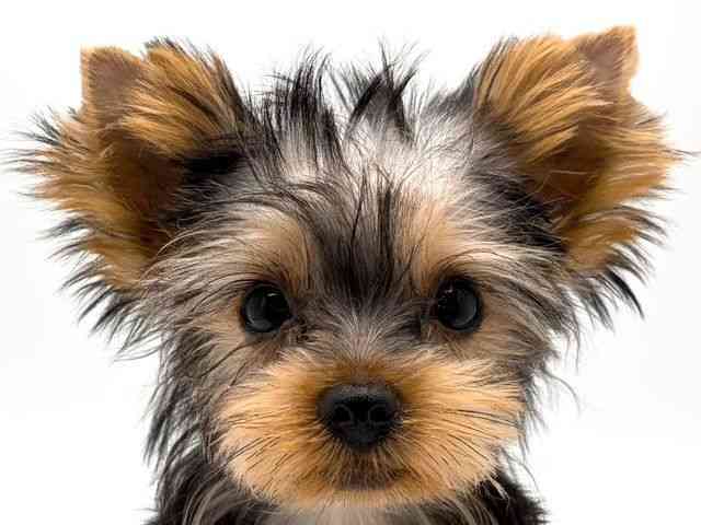 奈良県のヨークシャーテリア (ひごペットフレンドリー田原本店/2025年7月21日生まれ/男の子/スチールブルータン)の子犬の1枚目の画像