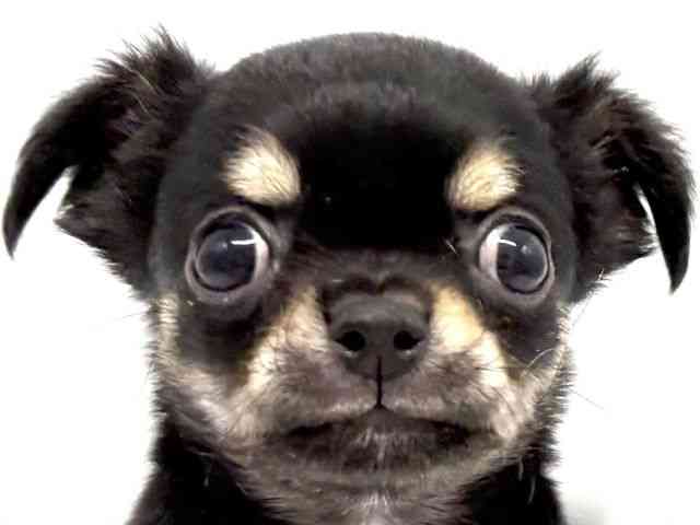 大阪府のチワワ(ロング) (ひごペットフレンドリーイオンタウン豊中庄内店/2025年7月20日生まれ/男の子/ブラックタン)の子犬の1枚目の画像