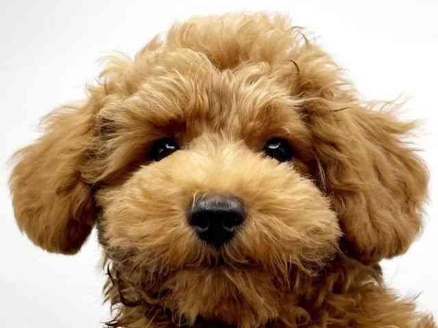 奈良県のトイプードル(トイ) (ひごペットフレンドリートナリエ大和高田店/2025年7月20日生まれ/男の子/レッド)の子犬の1枚目の画像