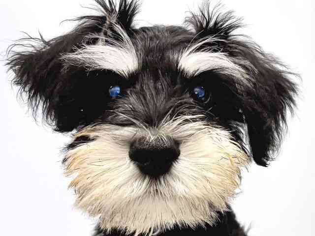 奈良県のミニチュアシュナウザー (ひごペットフレンドリー奈良パワーシティ店/2025年7月15日生まれ/男の子/ブラックシルバー)の子犬の1枚目の画像