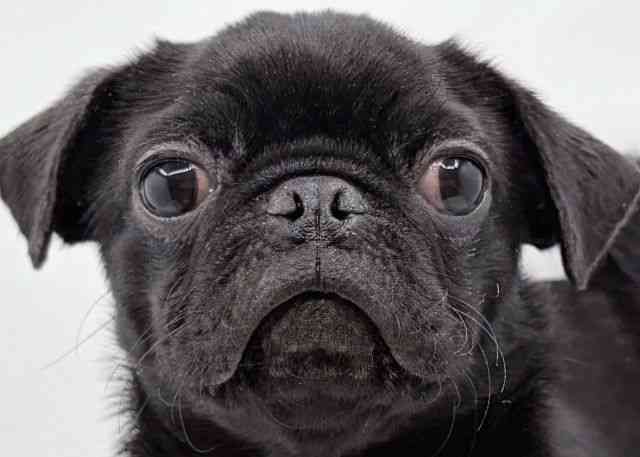 島根県のパグ (ひごペットフレンドリーイオン松江ショッピングセンター店/2025年7月22日生まれ/男の子/ブラック)の子犬の1枚目の画像