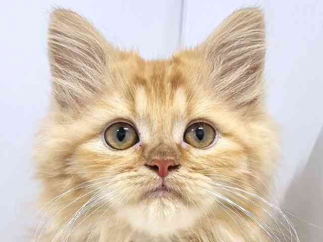 奈良県のサイベリアン (ひごペットフレンドリー奈良パワーシティ店/2025年7月6日生まれ/男の子/レッドタビー)の子猫の1枚目の画像