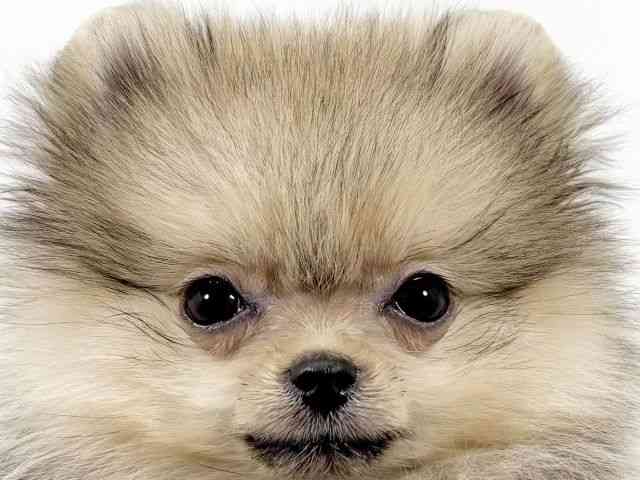 京都府のポメラニアン (ひごペットフレンドリーイズミヤショッピングセンター八幡店/2025年7月23日生まれ/男の子/クリームセーブル)の子犬の1枚目の画像