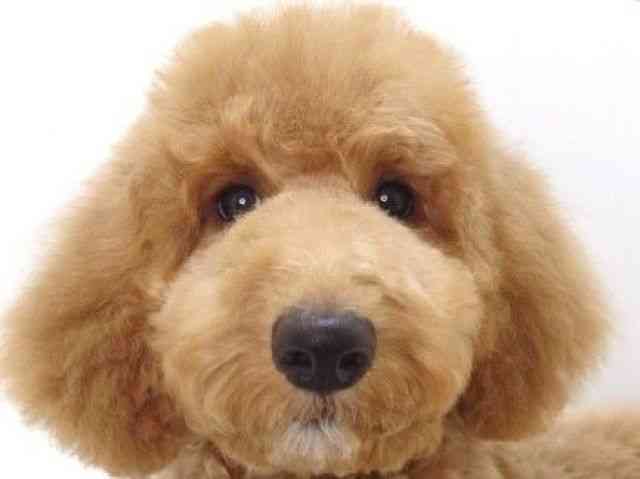 大阪府のスタンダードプードル (ひごペットフレンドリーいこらもーる泉佐野店/2025年7月21日生まれ/男の子/アプリコット)の子犬の1枚目の画像