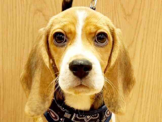 兵庫県のビーグル (ひごペットフレンドリーコロワ甲子園店/2025年7月23日生まれ/女の子/ブラックタンホワイト)の子犬の1枚目の画像