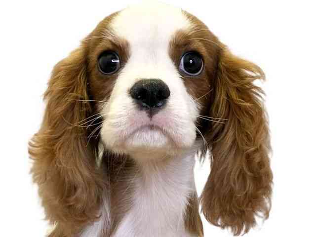 愛媛県のキャバリアキングチャールズスパニエル (ひごペットフレンドリーエミフルMASAKI店/2025年7月22日生まれ/男の子/ブレンハイム)の子犬の1枚目の画像