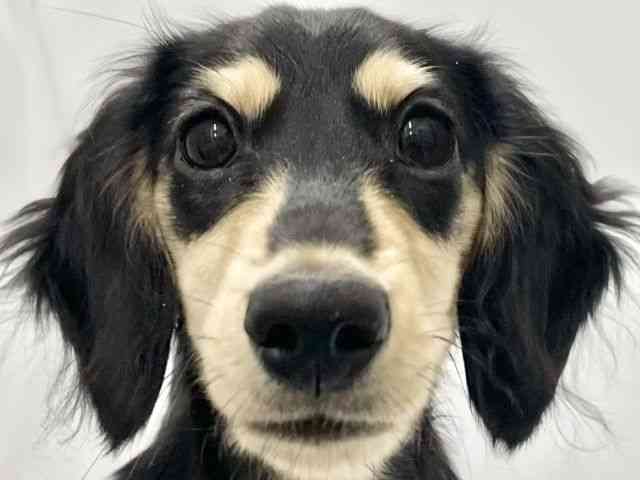 高知県のミニチュアダックスフンド(ロング) (ひごペットフレンドリーイオンモール高知店/2025年7月21日生まれ/男の子/ブラックタン)の子犬の1枚目の画像