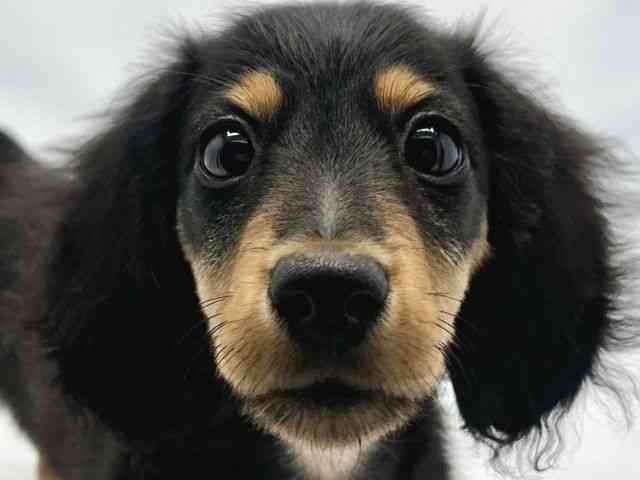 大阪府のミニチュアダックスフンド(ロング) (ひごペットフレンドリーイトーヨーカドー津久野店/2025年7月22日生まれ/男の子/ブラックタン)の子犬の1枚目の画像