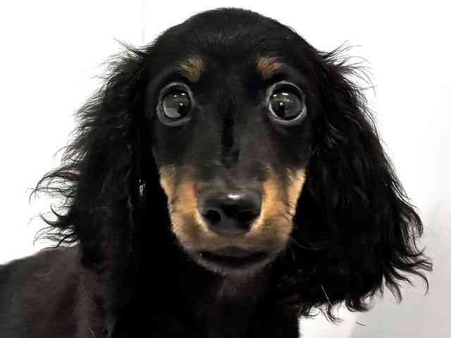 奈良県のミニチュアダックスフンド(ロング) (ひごペットフレンドリー奈良パワーシティ店/2025年7月22日生まれ/男の子/ブラックタン)の子犬の1枚目の画像