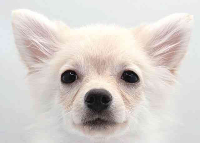 島根県のポメチワ/チワポメ/ポメチー(ポメラニアン×チワワ) (ひごペットフレンドリーイオン松江ショッピングセンター店/2025年7月21日生まれ/女の子/クリーム)の子犬の1枚目の画像