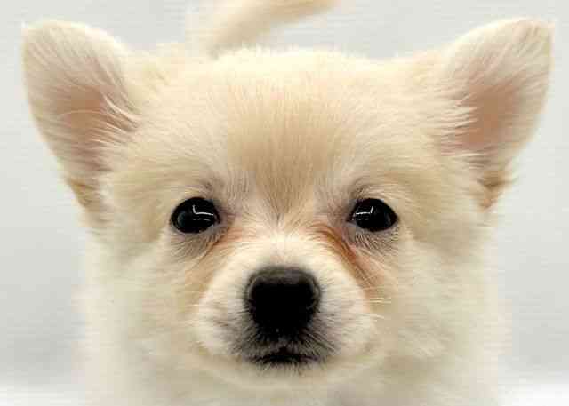 島根県のハーフ犬・ミックス犬 (ひごペットフレンドリーイオン松江ショッピングセンター店/2025年7月21日生まれ/女の子/クリーム)の子犬の1枚目の画像