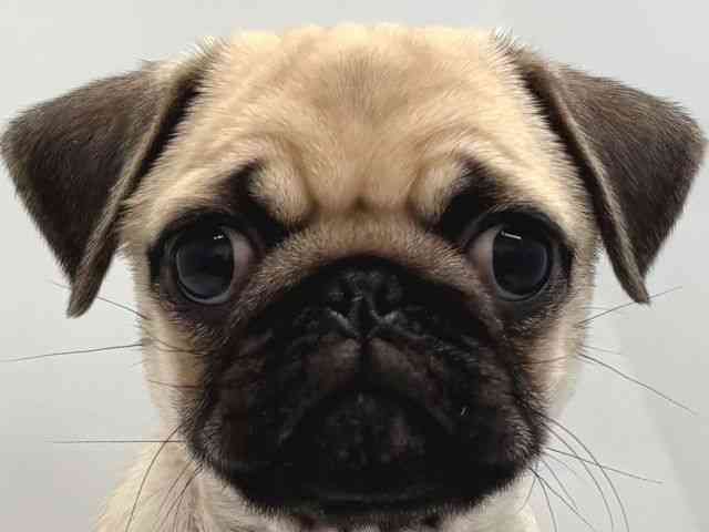 京都府のパグ (ひごペットフレンドリー京都店/2025年7月23日生まれ/女の子/フォーン)の子犬の1枚目の画像