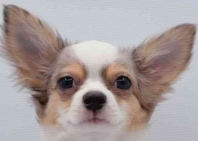 島根県のチワワ(ロング) (ひごペットフレンドリーイオン松江ショッピングセンター店/2025年7月24日生まれ/男の子/ブルーマールホワイト)の子犬の1枚目の画像