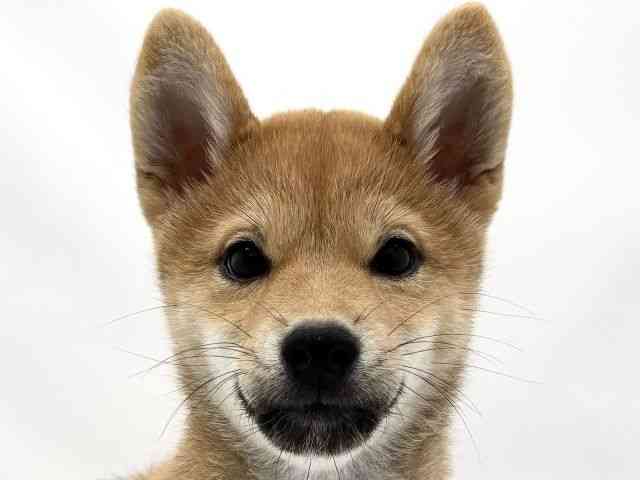 兵庫県の柴犬(標準サイズ) (ひごペットフレンドリークラウンパーク伊丹店/2025年7月24日生まれ/女の子/赤)の子犬の1枚目の画像