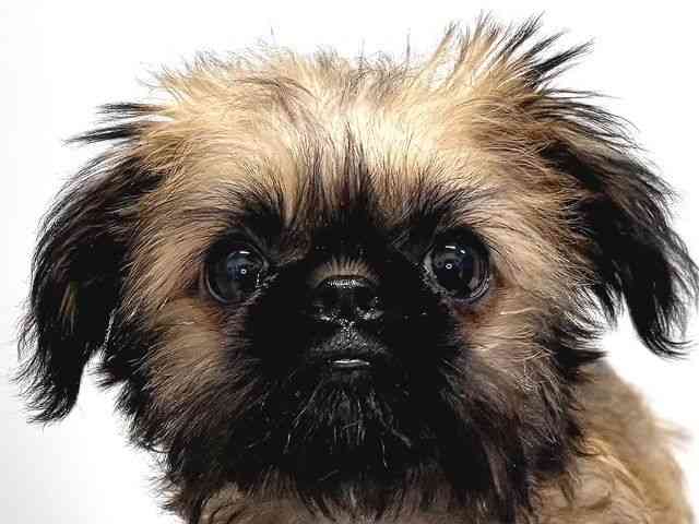 奈良県のブリュッセルグリフォン (ひごペットフレンドリー奈良パワーシティ店/2025年7月26日生まれ/男の子/レッド)の子犬の1枚目の画像