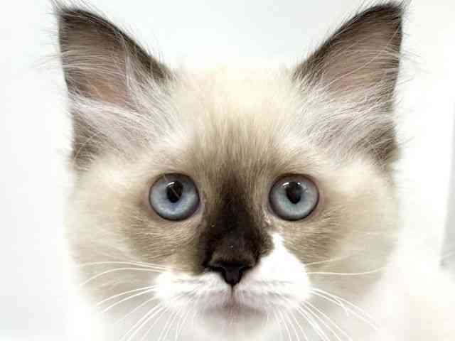 大阪府のラグドール (ひごペットフレンドリーイオンタウン豊中庄内店/2025年7月25日生まれ/女の子/シールポイントバイカラー)の子猫の1枚目の画像