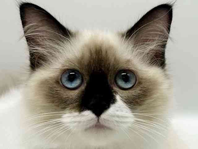 大阪府のラグドール (ひごペットフレンドリーイオンタウン豊中庄内店/2025年7月25日生まれ/女の子/シールポイントバイカラー)の子猫の1枚目の画像