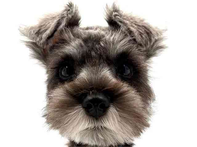 大阪府のミニチュアシュナウザー (ひごペットフレンドリー東淀川店/2025年7月27日生まれ/女の子/ソルトペッパー)の子犬の1枚目の画像