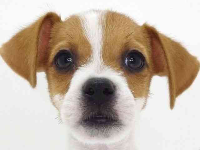 大阪府のジャックラッセルテリア (ひごペットフレンドリーいこらもーる泉佐野店/2025年7月27日生まれ/男の子/ホワイトタン)の子犬の1枚目の画像