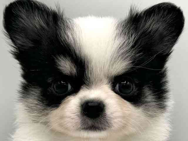 大阪府のポメチワ/チワポメ/ポメチー(ポメラニアン×チワワ) (ひごペットフレンドリーららぽーとEXPOCITY店/2025年7月25日生まれ/男の子/パーティーカラー)の子犬の1枚目の画像