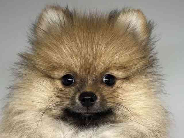 徳島県のポメラニアン (ひごペットフレンドリーゆめタウン徳島店/2025年7月25日生まれ/男の子/オレンジ)の子犬の1枚目の画像