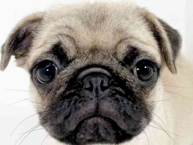 京都府のパグ (ひごペットフレンドリーイズミヤショッピングセンター八幡店/2025年7月23日生まれ/女の子/フォーン)の子犬の1枚目の画像