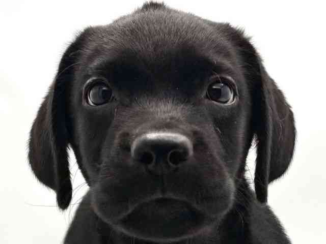 兵庫県のラブラドールレトリーバー (ひごペットフレンドリークラウンパーク伊丹店/2025年7月27日生まれ/男の子/ブラック)の子犬の1枚目の画像