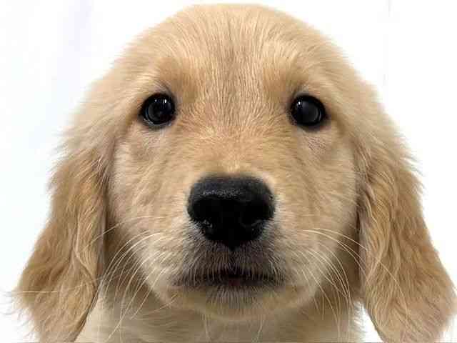 大阪府のゴールデンレトリバー (ひごペットフレンドリーベルファⅡ都島店/2025年7月25日生まれ/男の子/ゴールデン)の子犬の1枚目の画像