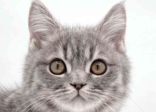 島根県のブリティッシュショートヘアー (ひごペットフレンドリーイオン松江ショッピングセンター店/2025年7月24日生まれ/男の子/ブルータビー)の子猫の1枚目の画像