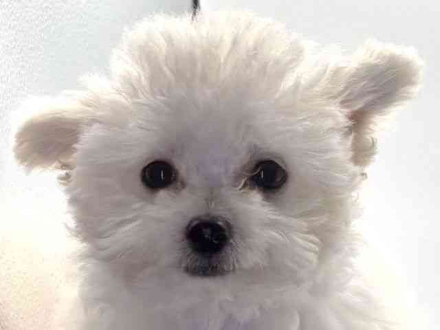 愛知県のチワプー/プーチー(チワワ×プードル) (ひごペットフレンドリープライムツリー赤池店/2025年7月26日生まれ/男の子/クリーム)の子犬の1枚目の画像