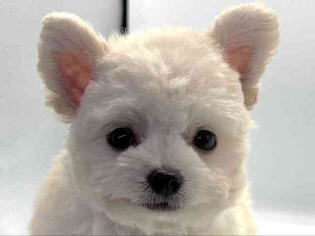 愛知県のチワプー/プーチー(チワワ×プードル) (ひごペットフレンドリープライムツリー赤池店/2025年7月26日生まれ/男の子/クリーム)の子犬の1枚目の画像