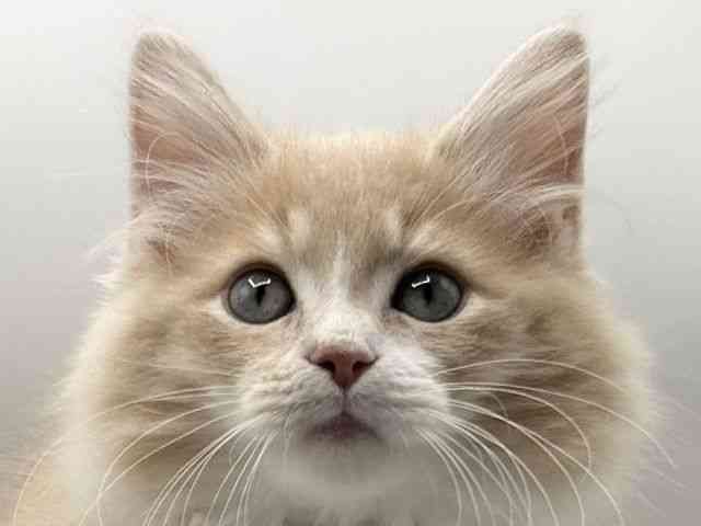 京都府のサイベリアン (ひごペットフレンドリーイオンモール高の原店/2025年7月27日生まれ/男の子/クリームタビーホワイト)の子猫の1枚目の画像