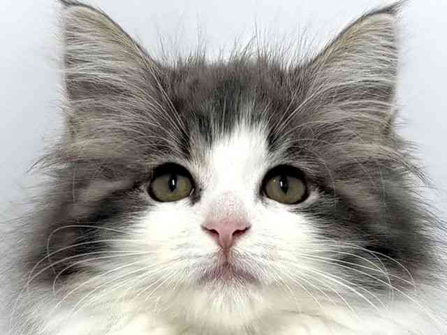 大阪府のサイベリアン (ひごペットフレンドリーベルファⅡ都島店/2025年7月27日生まれ/女の子/ブルータビーホワイト)の子猫の1枚目の画像