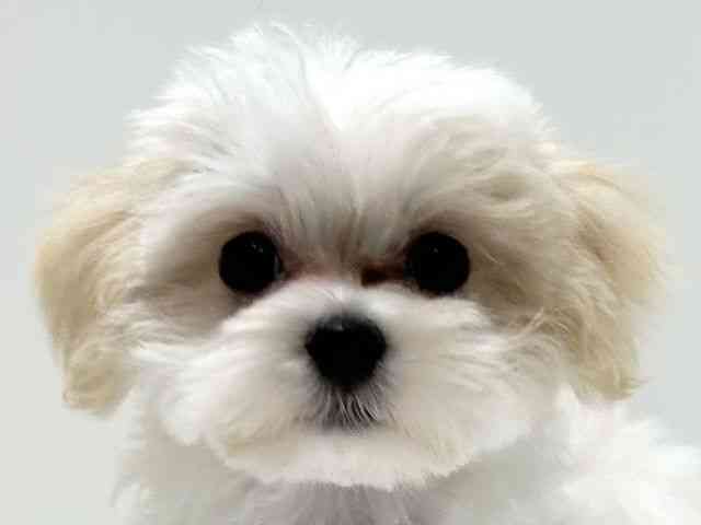 愛知県のハーフ犬・ミックス犬 (ひごペットフレンドリーららぽーと名古屋みなとアクルス店/2025年7月27日生まれ/男の子/クリームホワイト)の子犬の1枚目の画像