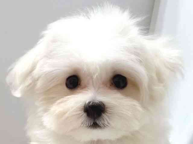 大阪府のマルチーズ (ひごペットフレンドリー堺プラットプラット店/2025年7月27日生まれ/男の子/ホワイト)の子犬の1枚目の画像