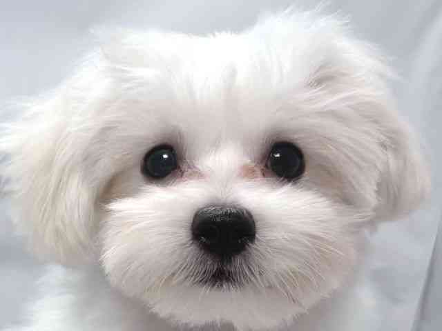 大阪府のマルチーズ (ひごペットフレンドリー堺プラットプラット店/2025年7月27日生まれ/男の子/ホワイト)の子犬の1枚目の画像