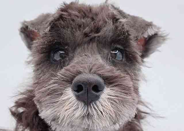 島根県のミニチュアシュナウザー (ひごペットフレンドリーイオン松江ショッピングセンター店/2025年7月20日生まれ/男の子/ソルトペッパー)の子犬の1枚目の画像