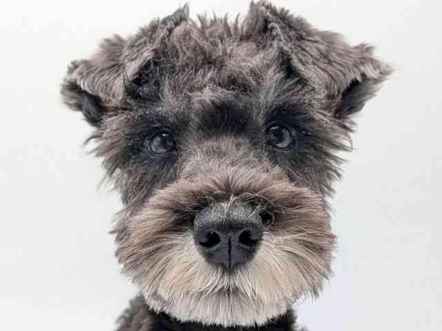 香川県のミニチュアシュナウザー (ひごペットフレンドリーゆめタウン高松店/2025年7月20日生まれ/男の子/ソルトペッパー)の子犬の1枚目の画像