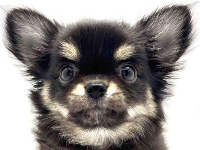 兵庫県のチワワ(ロング) (ひごペットフレンドリークラウンパーク伊丹店/2025年7月27日生まれ/女の子/ブラックタンホワイト)の子犬の1枚目の画像